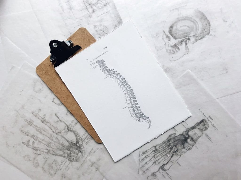 A detailed anatomical illustration of a human spine