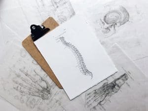 A detailed anatomical illustration of a human spine