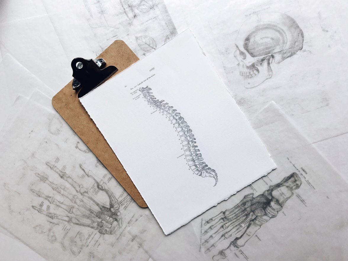 A detailed anatomical illustration of a human spine
