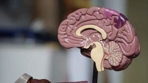Lateral view of a detailed brain model