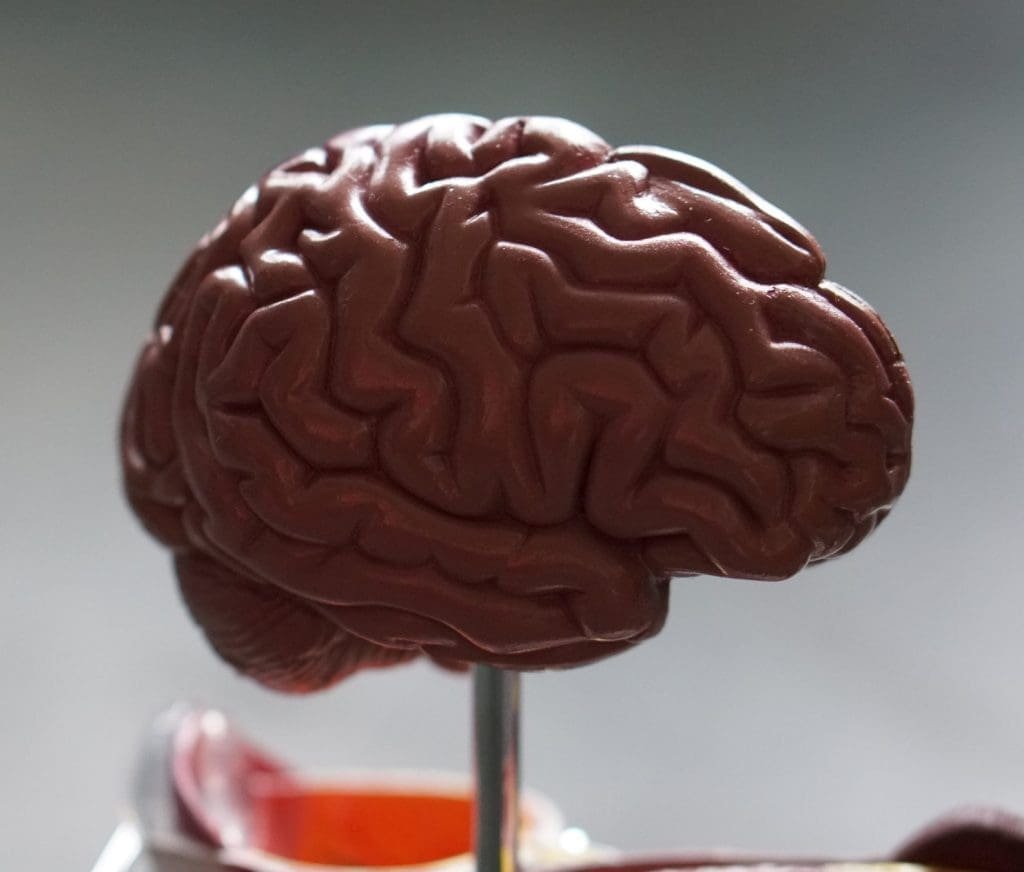 brain