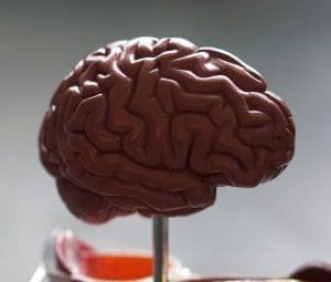 brain