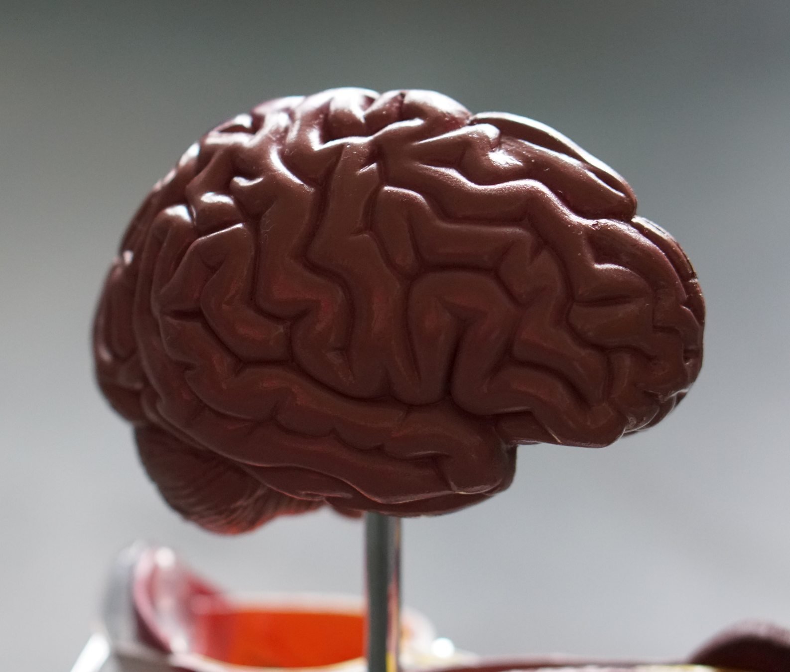 brain