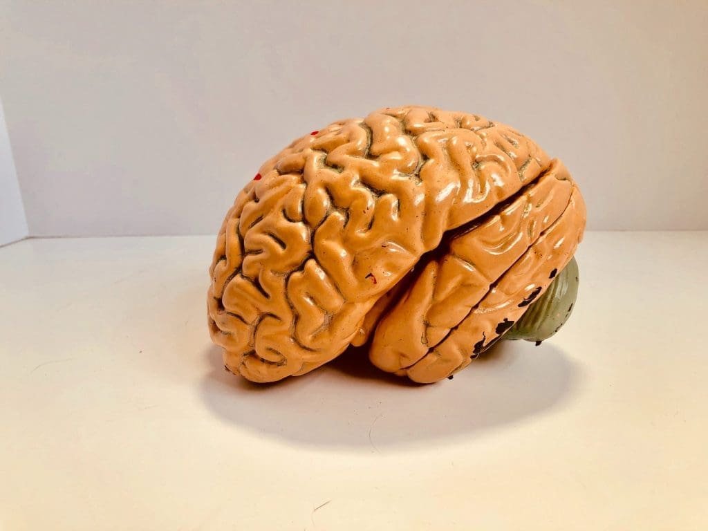 An artificial, beige brain model displaying detailed folds and grooves, positioned on a plain surface for anatomical study or educational purposes.