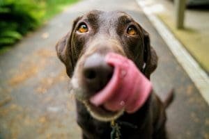 A close-up of a chocolate Labrador retriever sticking out its tongue, showcasing its expressive eyes against a blurred outdoor background.