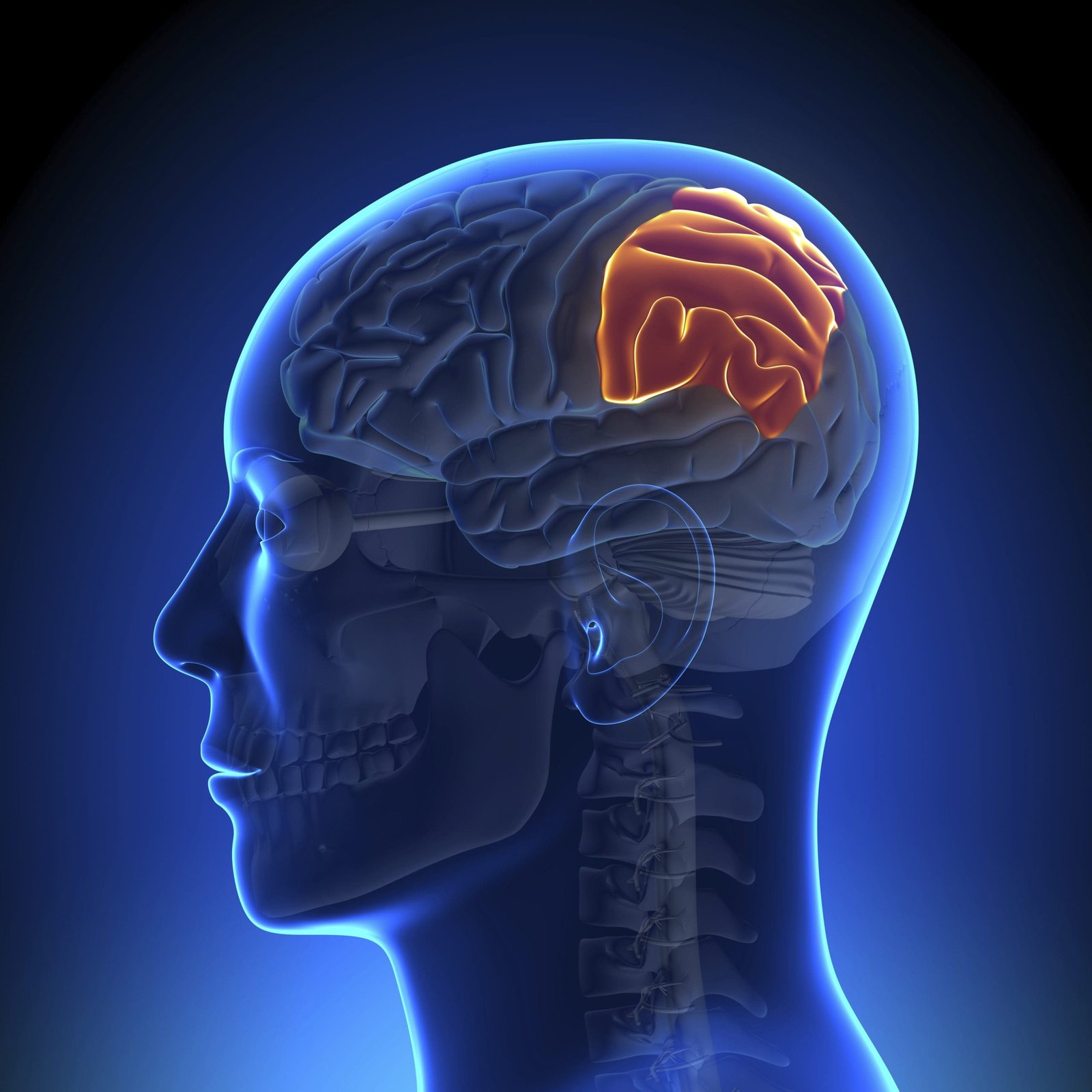 parietal lobe brain
